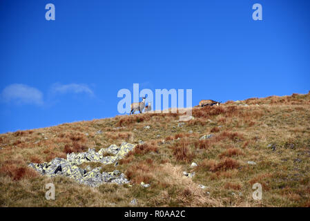 Camosci sul prato di montagna con poche pietre vicino Derese hill in Nizke Tatry montagne in Slovacchia durante la giornata autunnale con cielo blu Foto Stock