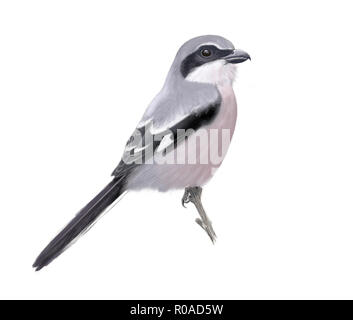 Illustrazione Digitale di un grande grigio shrike Foto Stock