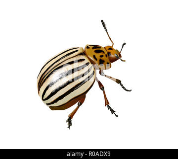 Illustrazione Digitale di un potato beetle isolato Foto Stock