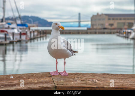 Vista frontale del gabbiano al Molo 39 in foregorund al Fisherman's Wharf di San Francisco, California, Stati Uniti. Golden Gate Bridge di San Francisco sulla Foto Stock