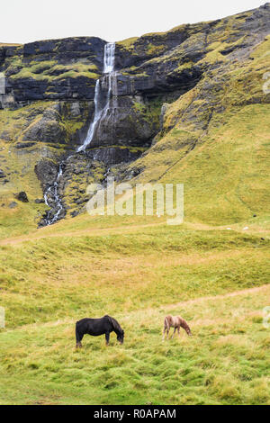 Cavalli islandesi e cascata su un prato verde Foto Stock