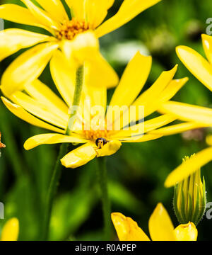 Occupato le api su fiori in Carlisle Park Morpeth Inghilterra Foto Stock