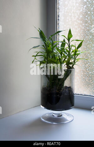 Dracaena sanderiana, noto anche come lucky bambù in vetro trasparente calice vicino a finestra Foto Stock