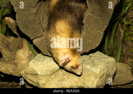 Sleeping Ferret (Mustela putorius furo) Foto Stock