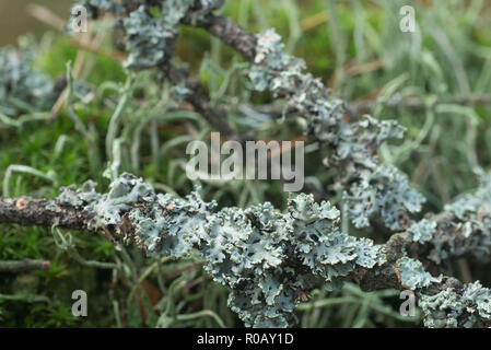 Il verde lichene Cladoniaceae su albero macro Foto Stock