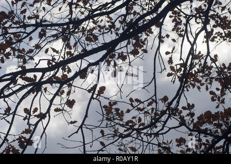 Albero di quercia rami sagome contro sfondo con cielo nuvoloso Foto Stock