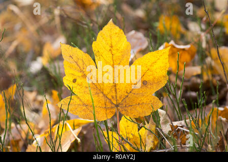 Giallo maple leaf in foresta macro sulla giornata di sole Foto Stock