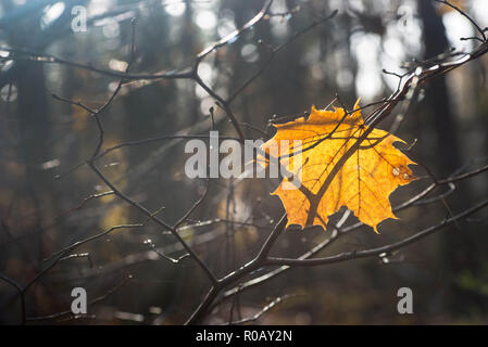 Giallo maple leaf in foresta macro sulla giornata di sole Foto Stock