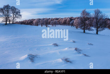 Alberi di quercia sulla collina in inverno nel tramonto e alcune nuvole in cielo, Transilvania Foto Stock