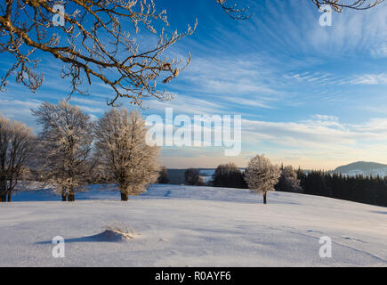 Alberi di quercia sulla collina in inverno nel tramonto e alcune nuvole in cielo, Transilvania Foto Stock