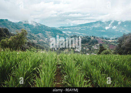 Un campo la coltivazione del mais con vista sul verde paesaggio collinare lavorato in piccole aziende agricole nelle zone rurali delle montagne del Guatemala