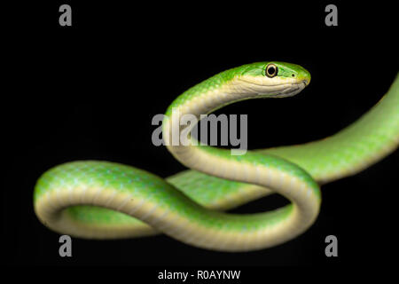 Opheodrys aestivus / ruvido serpente verde Foto Stock