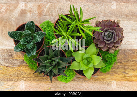 Le piante succulente e moss disposizione, su una superficie di legno. Foto Stock