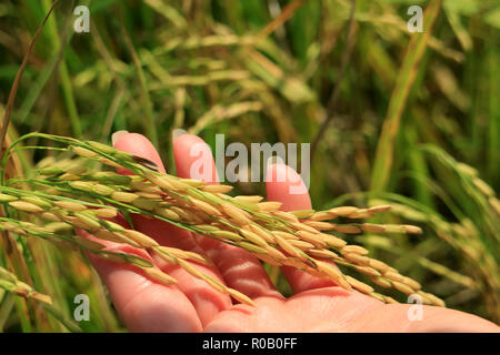 Close up di una donna mano azienda mature grani di riso di le piante di riso in risaia Foto Stock