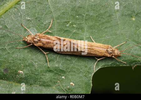 Vista dorsale della coppia coniugata Caddisflies su foglie di quercia. Tipperary, Irlanda Foto Stock