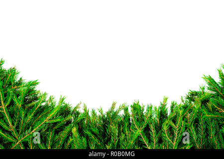 Ampio Bordo di Natale disposti con fresco rami d abete isolato su bianco a forma di un arco Foto Stock