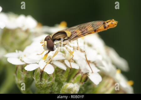 Sphaerophoria maschio scripta Hoverfly arroccato su umbellifer fiori. Tipperary, Irlanda Foto Stock