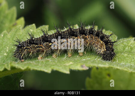 Piccola tartaruga (caterpillar Aglais urticae) su Nettle. Tipperary, Irlanda Foto Stock