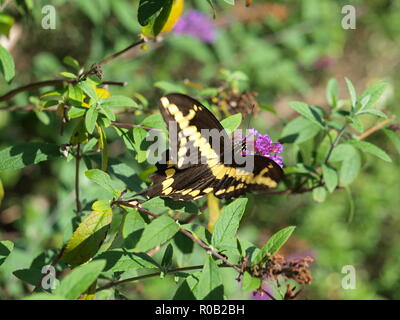 Giallo e Nero a coda di rondine Butterfly. - OL73146 Foto Stock