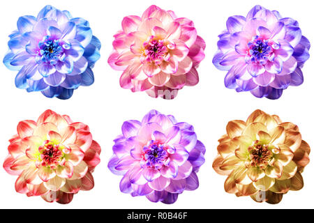 6 eccellenti fiori di dalia in differenti sfumature di colore isolato su uno sfondo bianco Foto Stock