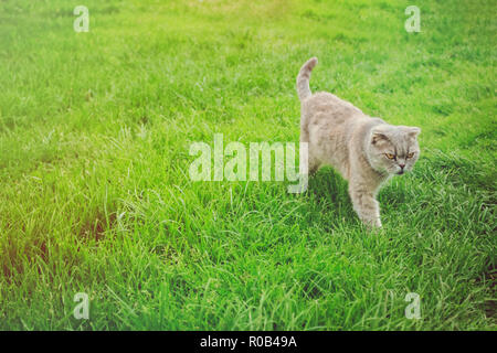 Grigio scozzese cat camminando sul prato verde erba nel pomeriggio Foto Stock