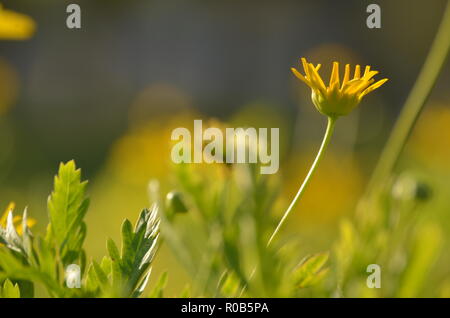 La natura nel suo massimo splendore. Paesaggi, uccelli, fiori e giardini Foto Stock