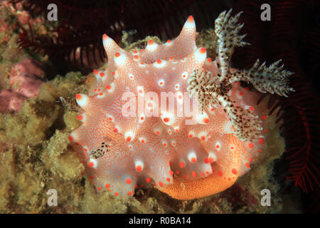 Halgerda Batangas Nudibranch deposizione delle uova. Anilao, Filippine Foto Stock