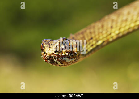 Dettaglio dell'est di Montpellier snake ( Malpolon insignitus ) Foto Stock
