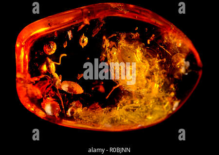 Ant preistorica in ambra baltica Foto Stock