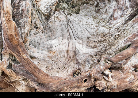 Gli schemi di un vecchio weathered driftwood moncone lavato fino a una spiaggia a San Juan Island risultato in una natura astratta. Foto Stock