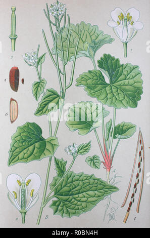 Miglioramento digitale ad alta qualità di riproduzione: crescione o yellowcress è una pianta acquatica specie con il nome botanico Nasturtium officinale Foto Stock