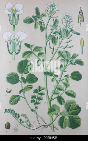 Miglioramento digitale ad alta qualità di riproduzione: crescione o yellowcress è una pianta acquatica specie con il nome botanico Nasturtium officinale Foto Stock