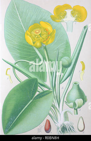 Miglioramento digitale ad alta qualità di riproduzione: Nuphar lutea, l'acqua gialla-lily, o brandy-bottiglia, è una pianta acquatica della famiglia Nymphaeaceae Foto Stock