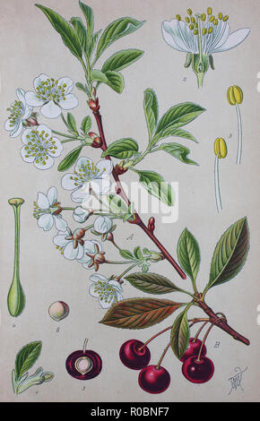 Miglioramento digitale ad alta qualità di riproduzione: Prunus cerasus, di ciliege acide, tart cherry, nana o ciliegia, è una specie di Prunus nel sottogenere Cerasus, ciliegie Foto Stock