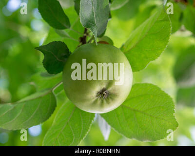 Verde mela organico crescono su un albero di mele Foto Stock