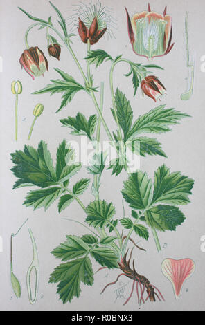 Miglioramento digitale ad alta qualità di riproduzione: Geum rivale, l'acqua avens, è una fioritura delle piante della famiglia delle Rosaceae Foto Stock