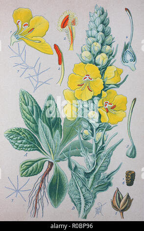 Miglioramento digitale ad alta qualità di riproduzione: Molène thapsus, il grande o mullein mullein comune, è una specie di mullein Foto Stock