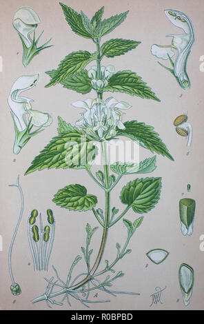 Miglioramento digitale ad alta qualità di riproduzione: Lamium album, comunemente chiamato white ortica o morti bianche di ortica, è una pianta flowering in famiglia Lippenblütler Foto Stock