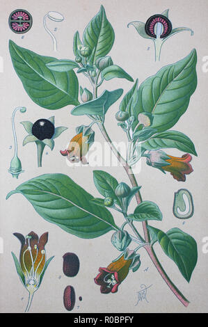 Miglioramento digitale ad alta qualità di riproduzione: Atropa belladonna, comunemente noto come belladonna o belladonna è una pianta erbacea perenne fornita in nightshade famiglia delle solanacee Foto Stock