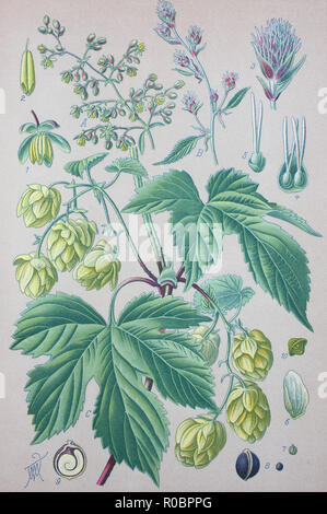 Miglioramento digitale ad alta qualità di riproduzione: Humulus lupulus, il luppolo o il luppolo è una specie di pianta flowering in famiglia della canapa, Cannabaceae, Foto Stock