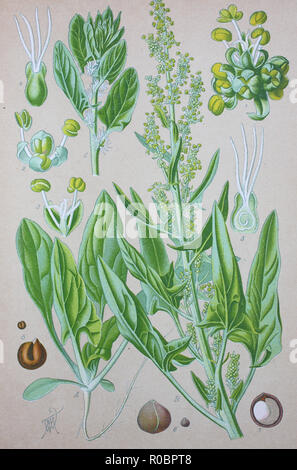 Miglioramento digitale ad alta qualità di riproduzione: spinaci, Spinacia oleracea, è commestibile pianta flowering in famiglia Amaranthaceae Foto Stock