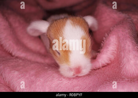 Coniglio Coniglio neonato kit lop 1 giorno old baby coniglietti nuovo nato animali domestici Foto Stock