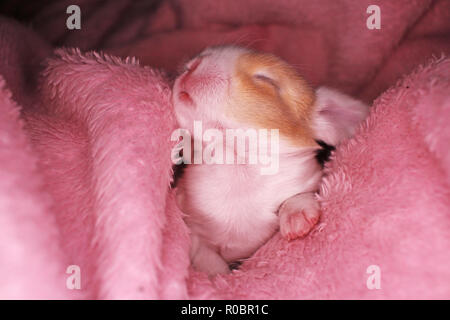 Coniglio Coniglio neonato kit lop 1 giorno old baby coniglietti nuovo nato animali domestici Foto Stock