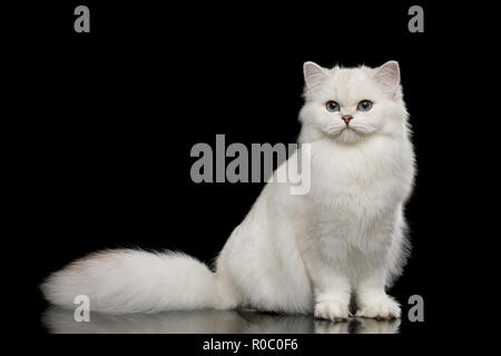 Adorabili razza britannica Cat di colore bianco con gli occhi blu, seduto e guardando nella telecamera isolata su sfondo nero, vista frontale Foto Stock