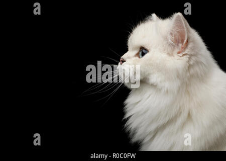 Ritratto di razza britannica Cat di colore bianco con gli occhi blu, guardare al lato isolato su sfondo nero, vista di profilo Foto Stock