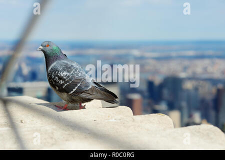 Pigeon seduti sulla principale piattaforma di osservazione dell'Empire State Building. Foto Stock
