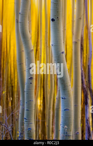 Aspen Forest Magic a Santa Fe, NM Foto Stock