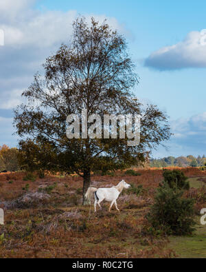 Una singola bianco new forest pony rampante sotto un albero Foto Stock