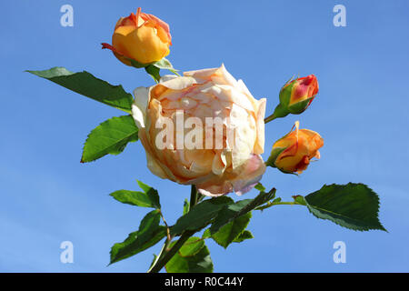 Signora di scalogno - Inglese ROSA DI MACCHIA Foto Stock