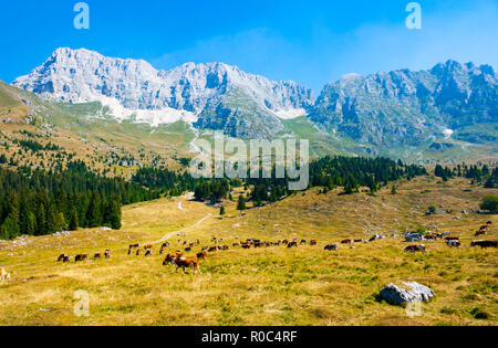 Le mucche al pascolo nei pascoli di altopiano del Montasio nelle Alpi Giulie durante l'estate, Sella Nevea, Friuli, Italia Foto Stock